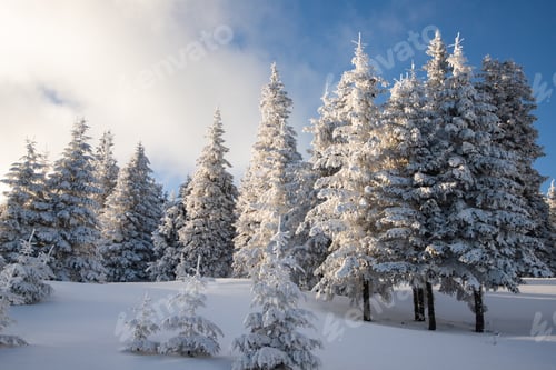 Preview: amazing winter landscape with snowy fir trees in the mountains