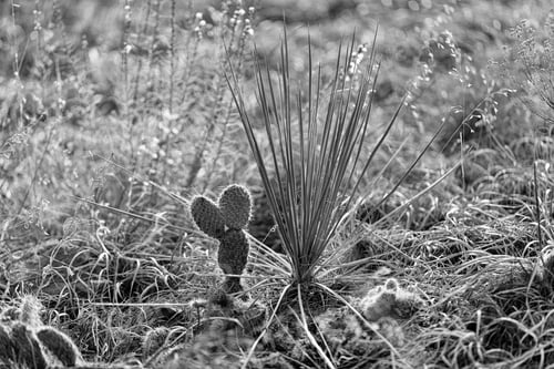 Preview: Close-up black-and-white view of a small cactus growing alongside a Yucca glauca plant