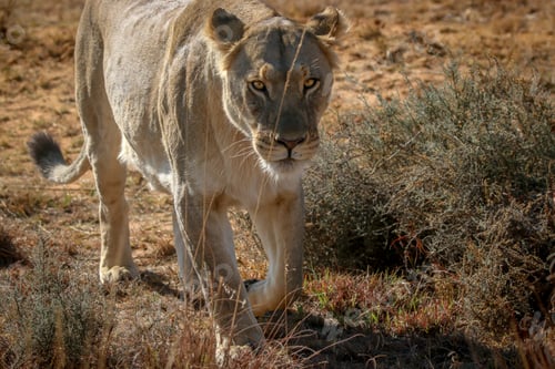 Preview: Lioness walking towards the camera.