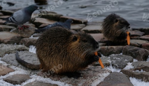 Preview: /NOMINATED/ Two nutria eat carrots by the Vltava River, Prague.
