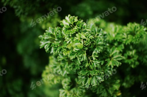Preview: Beautiful green leaves background. Natural creative layout for wallpaper and advertising.