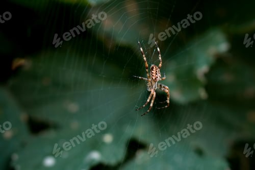 Preview: spider on cobweb on green leaf background in summer