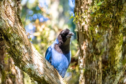 Preview: Azure Jay or Gralha Azul bird (Cyanocorax caeruleus)