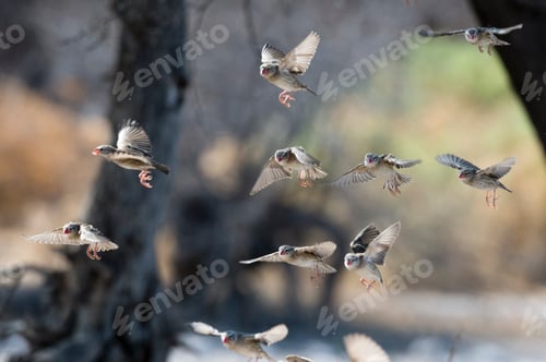 Preview: A Red-billed quelea flock (Quelea quelea), in flight, Kalahari, Botswana Africa