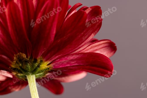 Preview: Micro close up of red flower with copy space on grey background