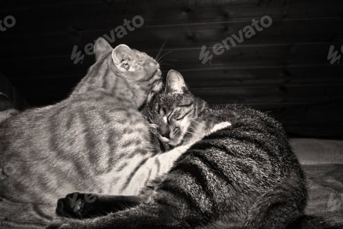 Preview: Grayscale of tabby cats lying together on a wooden deck