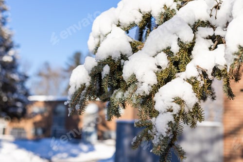 Preview: Snow on trees near houses on cold winter sunny day