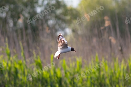 Preview: Pallas's gull, also known as the great black-headed gull seen in the Danube Delta, Romania