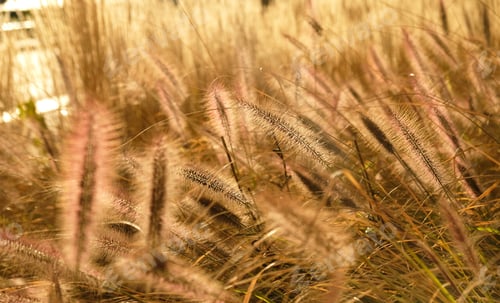 Preview: Fluffy golden ears of dry grass, cereal plants sway in the wind.