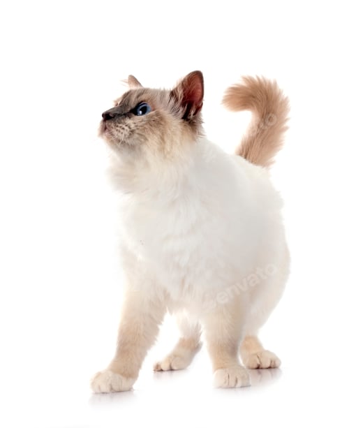 Preview: birman cat in studio