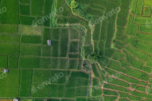 Preview: rice and rice fields in the countryside