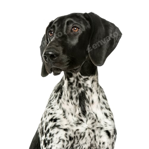 Preview: Close-up of a German Shorthaired Pointer puppy, 5 months old, is