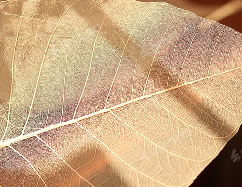 Preview: Closeup view of autumn leaf in natural background