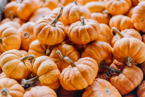 Preview: Mini orange pumpkins