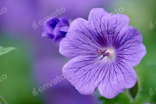 Preview: Blue Geranium