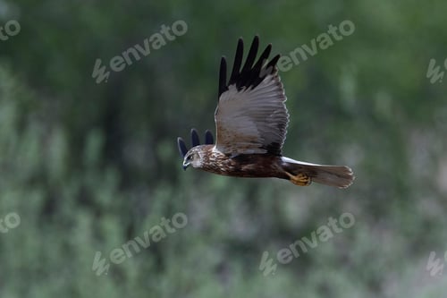 Preview: Western marsh harrier (Circus aeruginosus)