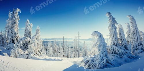 Preview: magical winter snow covered tree