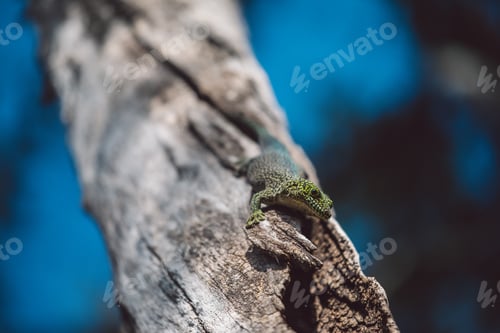 Preview: Madagascar
