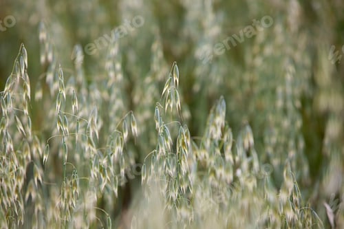 Preview: Close up of oat plants