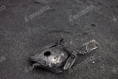 Preview: dead fish around Lake high fish mortality