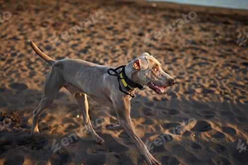 Preview: Funny dog on beach