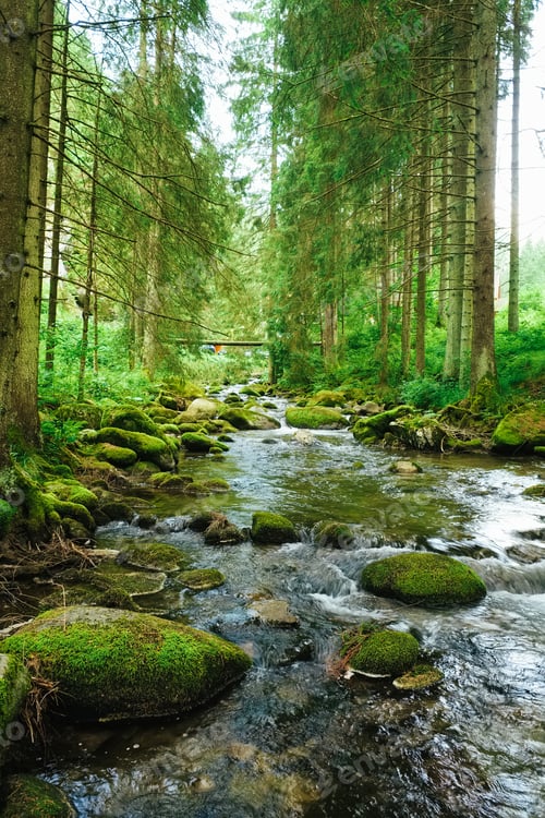 Preview: Flowing stream on the forest