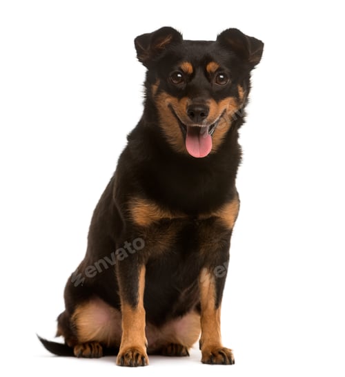 Preview: Crossbreed puppy sticking the tongue out, isolated on white