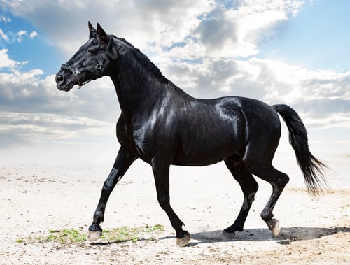 Preview: black stallion in nature