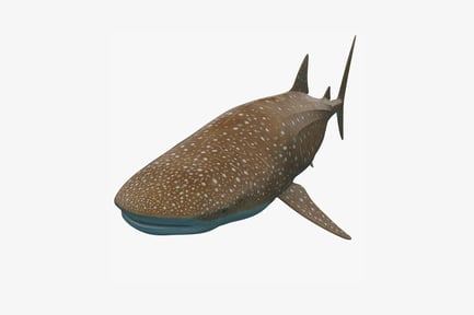 Visualização: Vista lateral do tubarão-baleia