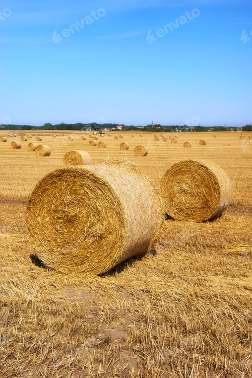 Preview: Summer landscape with hay bales on a field.