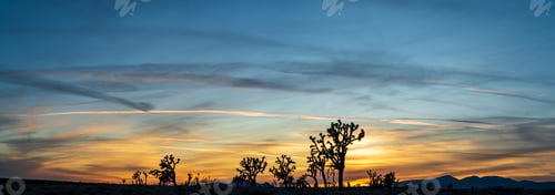 Preview: Panoramic shot of silhouetted Joshua trees at sunrise. Joshua Tree National Park, California