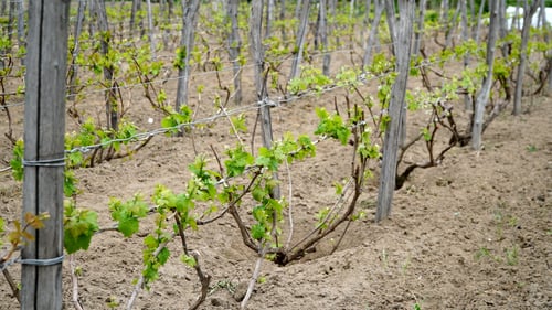 Preview: Vineyard. A vine with young leaves and budding buds. Sprout of Vitis vinifera, grape vine