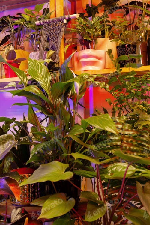 Preview: An Image of a Flower Shop with exotic potted plants.