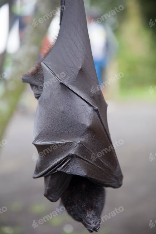 Preview: Large Flying Fox (Pteropus vampyrus) hanging in a tree at Bali Indonesia