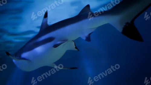 Preview: Two sharks swimming in sea water aquarium. Abstract underwater background or backdrop