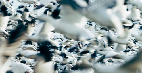 Preview: Snowgeese flying above snowgeese standing on the ground.