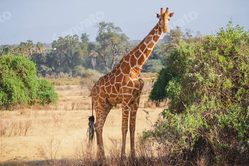 Preview: Animals in the wild - Reticulated giraffe - Samburu National Reserve, North Kenya