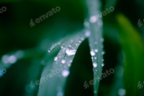 Preview: Closeup of green grass with water drops. Morning dew on summer field.