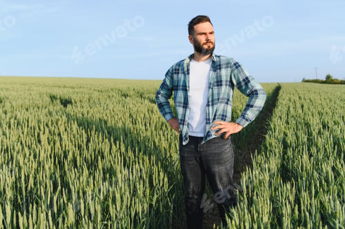 Preview: Farmer inspecting growing wheat field before harvest time