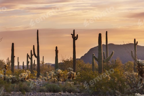 Preview: Cactuses in Arizona