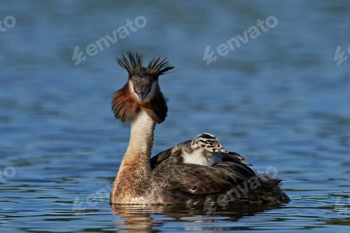 Preview: Great crested grebe (Podiceps cristatus)