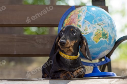 Preview: Portrait of a young cute dog Porsy Dachshund and a globe on a background in nature.