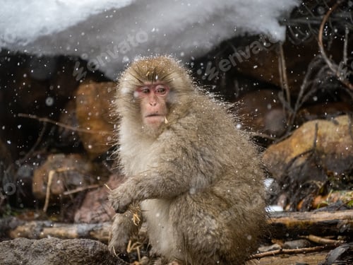 Preview: Closeup of a Japanese macaque or snow monkey outdoors on a snowy day