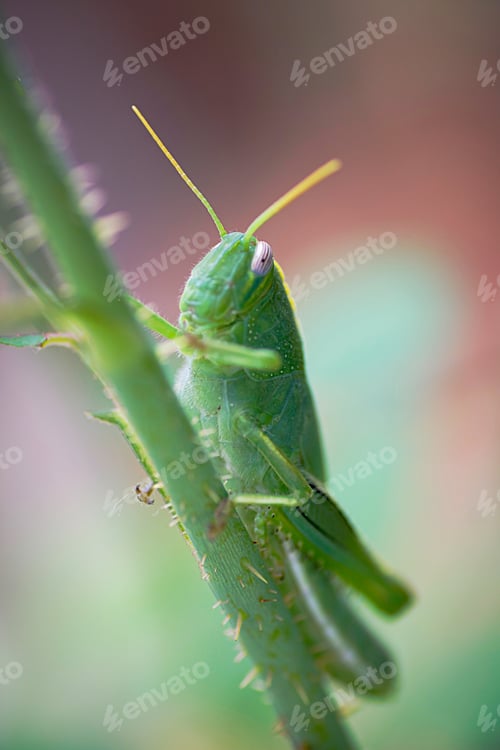 Preview: green grasshopper