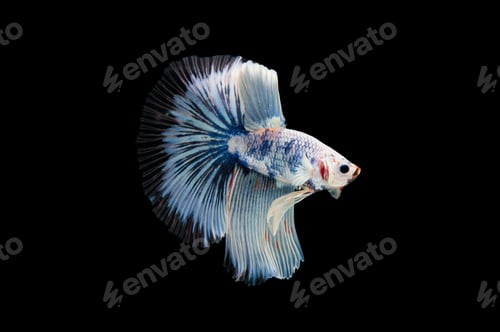 Preview: Beautiful colorful of siamese betta fish