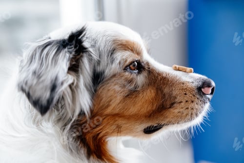 Preview: Dog with Tasty Treat on his Nose. Close up Photo of Australian Shepherd