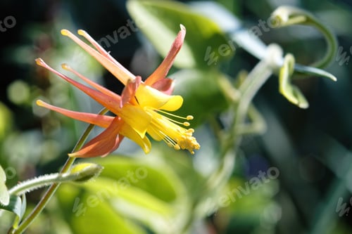 Preview: Beautiful Western Columbine or Aquilegia formosa flower in a garden