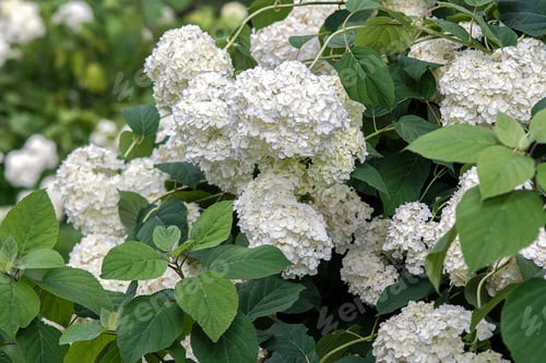 Preview: Hydrangea macrophylla white flowers on the bush