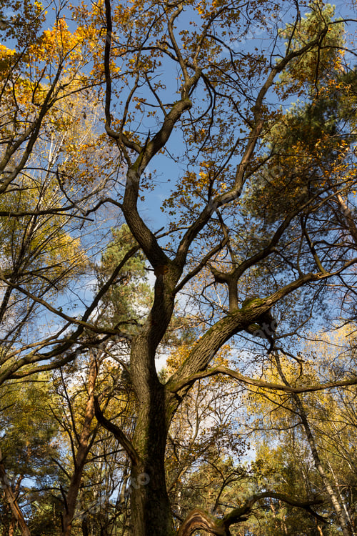 Preview: Big autumn oak against the blue sky.