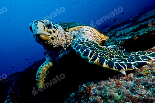 Preview: Large turtle resting on top of a wreck, oblivious to divers, Isla Mujeres, Mexico